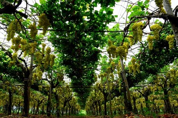 Fototapeta premium Ripe grapes on the vine, harvest