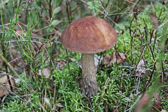Brown cap boletus mushrooms in the forest, growing in moss. Close-up
