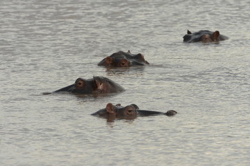 Fototapeta premium Hippos lurking in water