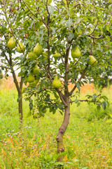 Fototapeta na wymiar Small pear tree filled with fruit.