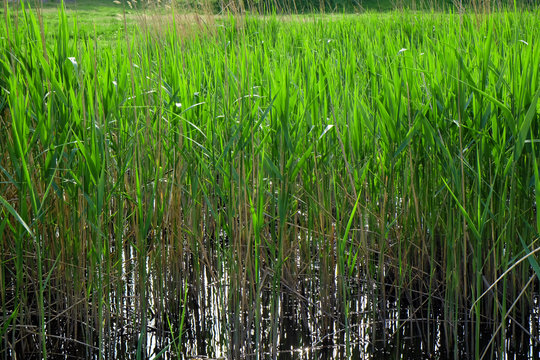 Reeds on river as background