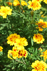 Fresh flowers over green grass background