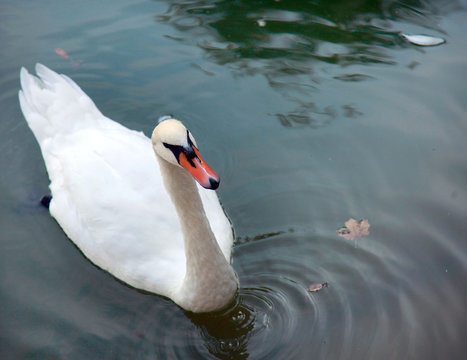 white swan
