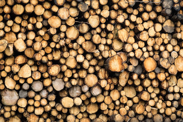 Forest Clearance and Logging