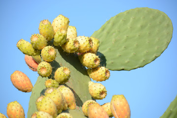 prickly pears