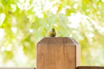 hazelnut freshly caught