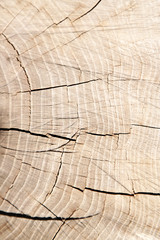 Fototapeta premium Wooden texture of tree trunk, close up