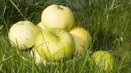 Green apples on the green grass