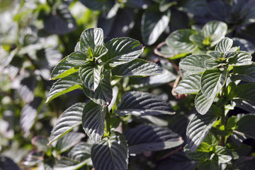 Obraz premium spearmint organic