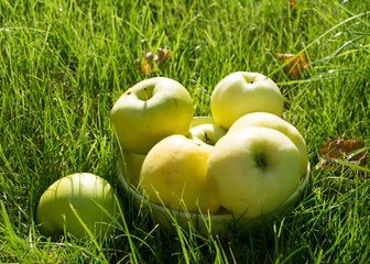 Green apples on the green grass
