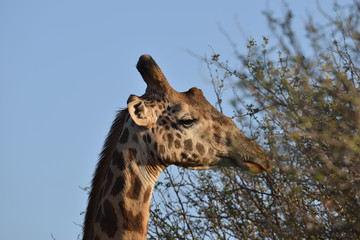 Giraffe eating from the branches