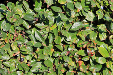 Текстура зеленых листьев куста
