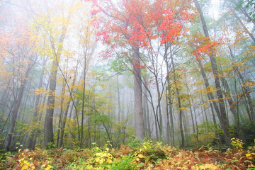 Foggy autumn morning in Pennsylvania