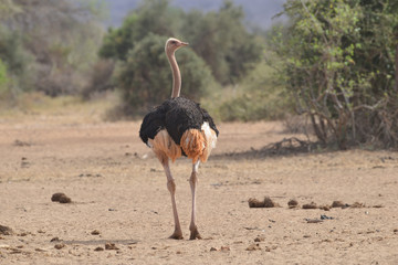 Ostrich Mating Plumage