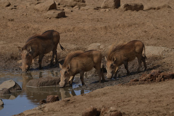 Warthogs having a drink