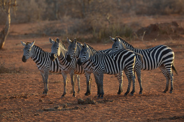 Fototapeta na wymiar Herd of Zebras at Sunset