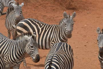 Fototapeta na wymiar Herd of Dusty Zebras