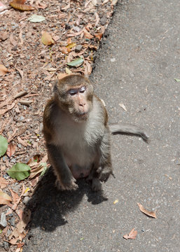 Portrait of asian mature male monkey standing on a roadside