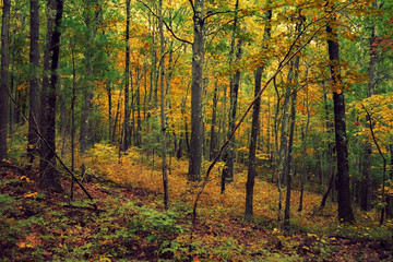 Fototapeta premium Colorful Green and Yellow Natural Fall Forest Hillside Scenery