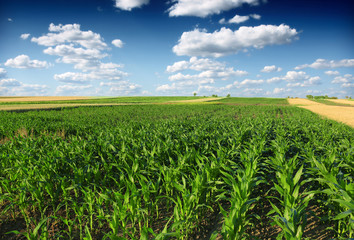 Fototapeta na wymiar green corn field