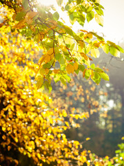 Bright autumn leaves, fall trees