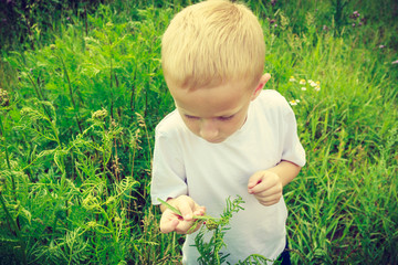 Child kid picking flowers in meadow. Environment.