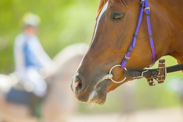 head of racing horse closeup before start