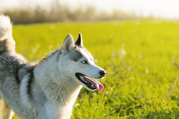 husky on autumn field with lighting sun