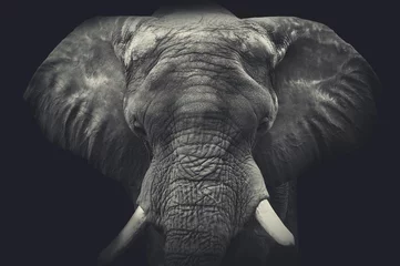 Fototapeten Elefant hautnah. Monochromes Porträt © Olga Itina