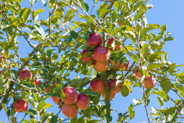 Close-up from an apple tree with red apples and from autumn colored leaves, in the Enns valley in Upper Austria, in the beginning October