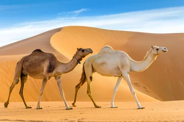 Papier Peint photo Sécheresse Chameaux marchant dans un désert, pris dans l& 39 oasis de Liwa, région d& 39 Abu Dhabi, Émirats Arabes Unis