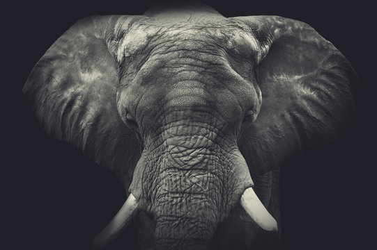 Elephant close up. Monochrome portrait