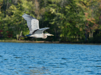 Blue Heron Flys Above The Lake