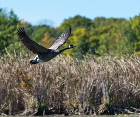 Goose Flying Over the Marsh