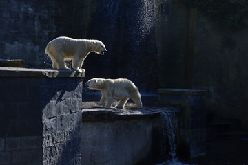 Eisbär Fiete im Rostocker Zoo