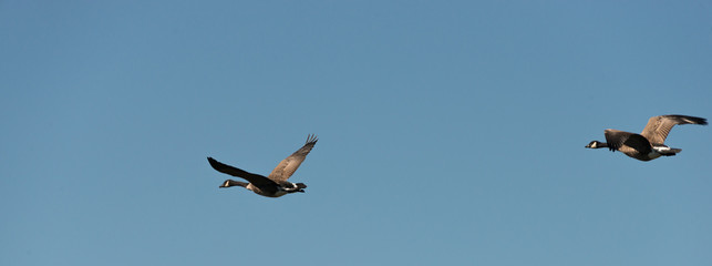 Two Geese Flying On A Blue Sky