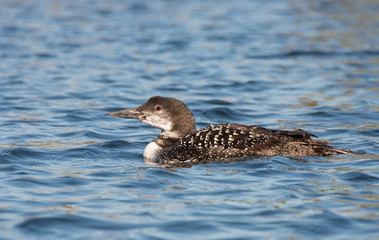 Young Loon