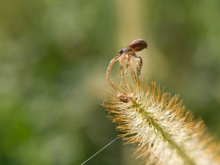 Ground spider (Ozyptila praticola)
