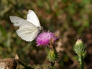 Beet Butterfly (Pieris rapae)