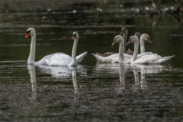Höckerschwan (Cygnus olor)
