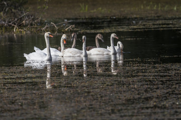 Höckerschwan (Cygnus olor)