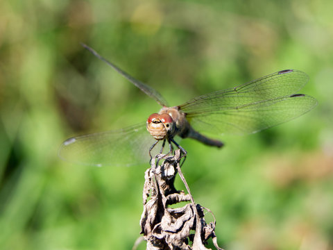 Roadside dragonfly (Sympetrum flaveolum)