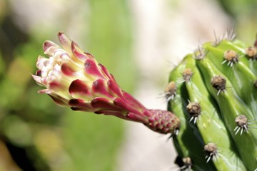 Cactus flower blooming at Fairchild