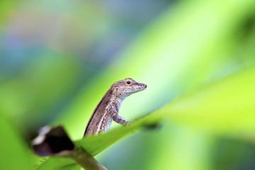 small lizard on a leaf, fairchild gardens