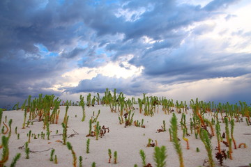 Nullarbor coastal landscape