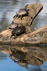 Painted Turtles