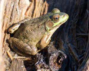 Male Green Frog