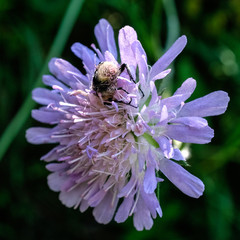 Bee covered in pollen on flower