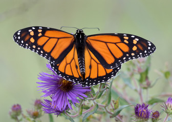 Monarch Butterfly on Purple Aster