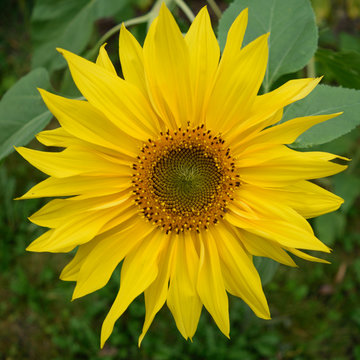 Close Up Detail of Giant Sunflower (Helianthus)